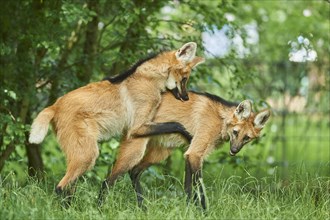 Young Maned wolf