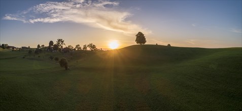 Sunset with lime tree on Drumlinhuegel