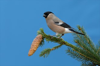 Eurasian bullfinch