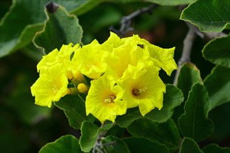 Yellow flowers of the Muyuyo