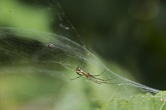 Female of the common canopy spider