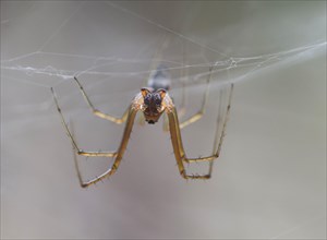 Frontal view of a male of the common canopy spider