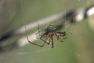 Male of the common canopy spider