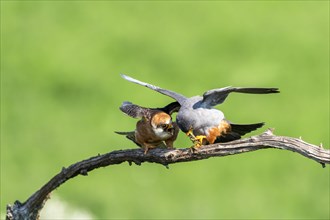 Pair of redfooted falcons
