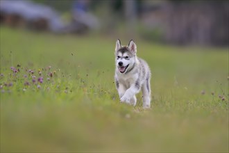 Alaskan Malamute puppy walks across a meadow