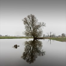 A tree on the bank of the Oder