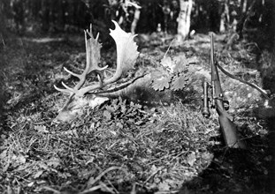 Shot stag and rifle