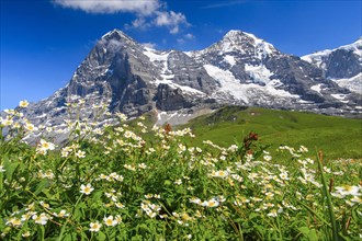 Eiger and Moench with wolfsbane