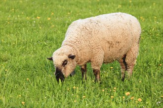 Brown-headed meat sheep