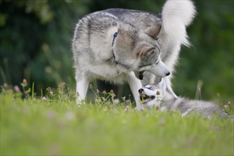 Alaskan Malamute playing puppy and mother