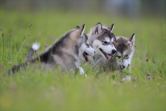 Alaskan Malamute puppies lying in the grass