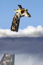 Giraffe with sunglasses with head above the clouds