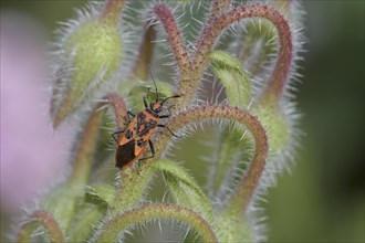 Corizus hyoscyami