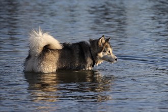 Alaskan Malamute bitch standing in water