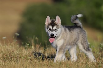 Alaskan Malamute puppy strokes through the grass
