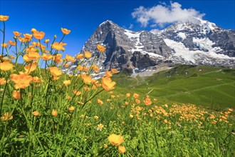 Eiger and Moench with buttercup