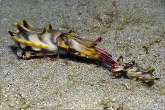 Mating of the flamboyant cuttlefish