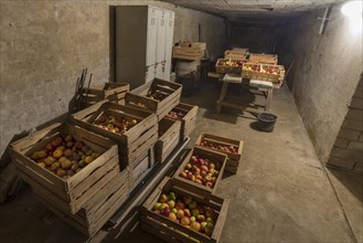 Storage of apples in boxes in the cellar