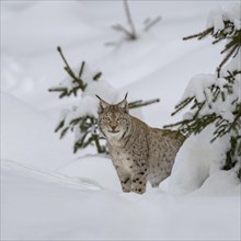 Eurasian lynx