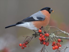 Eurasian bullfinch