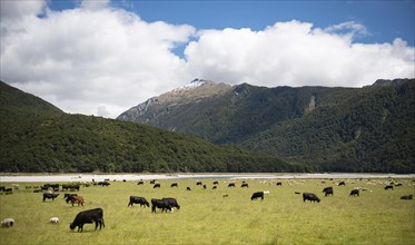 Pasture with cows and sheep in front of mountains