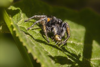 Gold eyes jumping spider