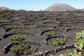 Typical vineyard on black lava soil