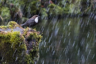 White-breasted dipper