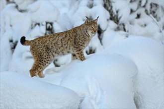 Eurasian lynx