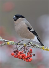 Eurasian bullfinch