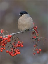 Eurasian bullfinch