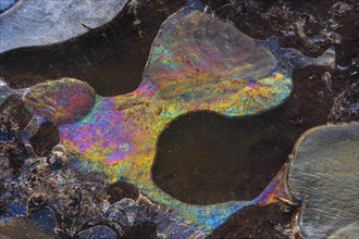 Forms of ice in a puddle