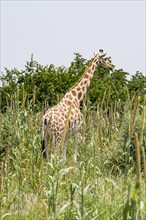 West African giraffe