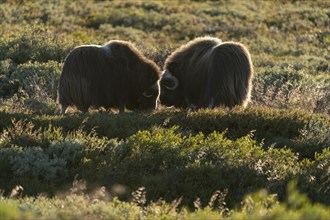 Two musk oxen