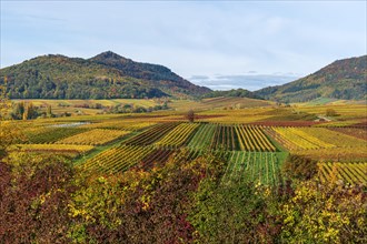 Vineyards in autumn colours