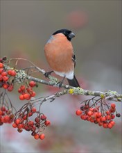 Eurasian bullfinch