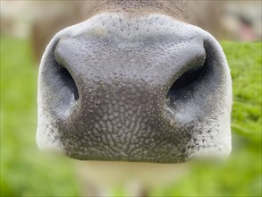 Nostrils of a cow in close up