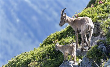 Alpine Ibexes