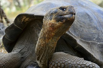 Galapagos giant tortoises