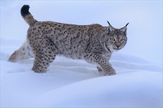 Eurasian lynx