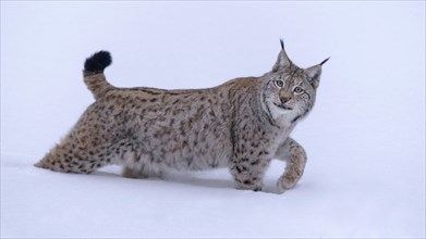 Eurasian lynx