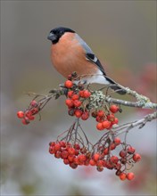 Eurasian bullfinch