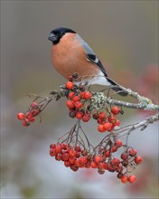 Eurasian bullfinch