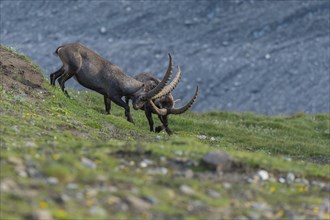 Fighting alpine ibex