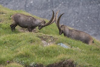 Fighting alpine ibex