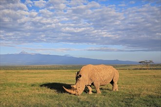 White rhinoceros