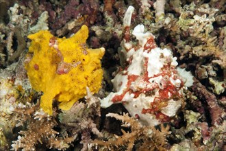Spotted frogfish