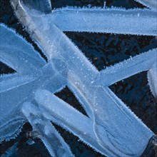 Forms of ice in a puddle