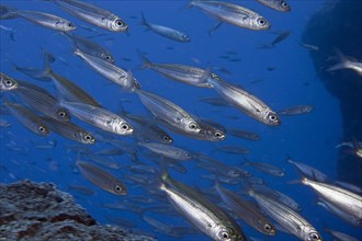 Shoal of fish with sardines