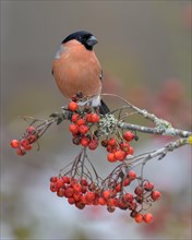 Eurasian bullfinch